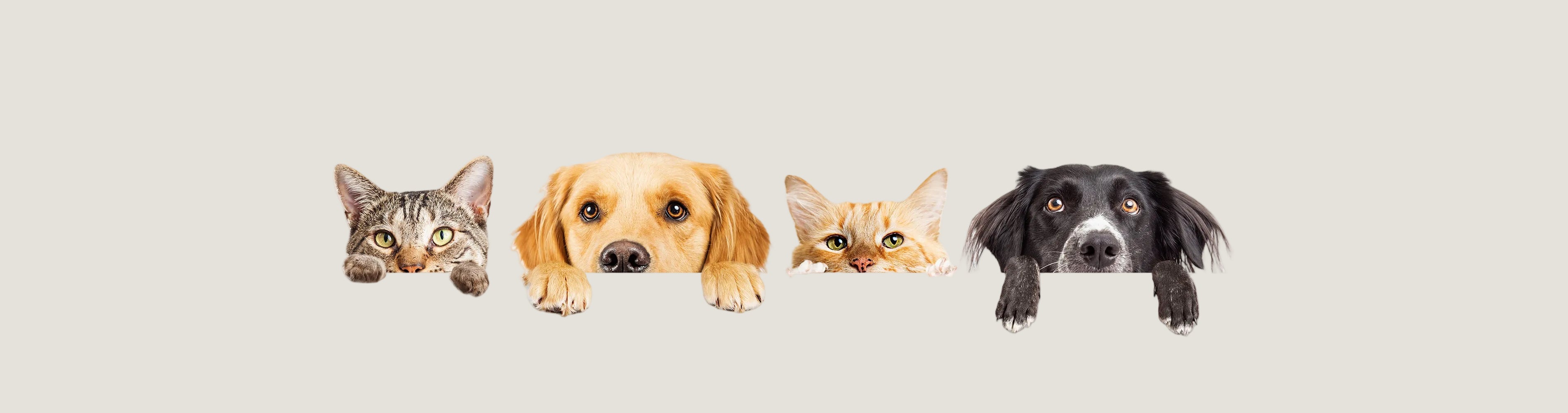 Home Page Banner Image